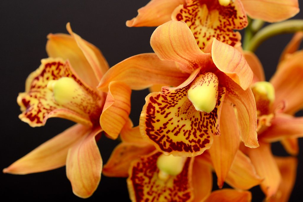 Kew Gardens Orchid Festival